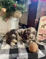 Junior, a male Cocker Spaniel for sale in Wooster, OH – Photo 3 of 9