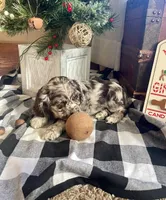 Junior, a male Cocker Spaniel for sale in Wooster, OH – Photo 8 of 9