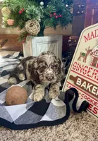 Junior, a male Cocker Spaniel for sale in Wooster, OH – Photo 9 of 9