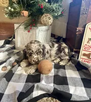 Junior, a male Cocker Spaniel for sale in Wooster, OH – Photo 5 of 9