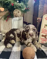 Junior, a male Cocker Spaniel for sale in Wooster, OH – Photo 2 of 9