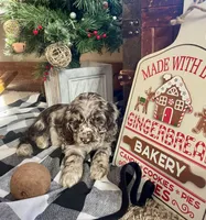 Junior, a male Cocker Spaniel for sale in Wooster, OH – Photo 7 of 9