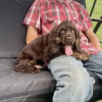 Charlie, a male Cocker Spaniel for sale in Wooster, OH – Photo 3 of 7