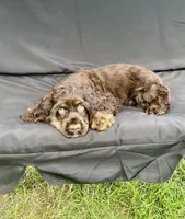 Charlie, a male Cocker Spaniel for sale in Wooster, OH – Photo 5 of 7