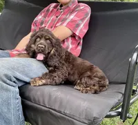 Charlie, a male Cocker Spaniel for sale in Wooster, OH – Photo 4 of 7