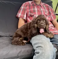 Charlie, a male Cocker Spaniel for sale in Wooster, OH – Photo 1 of 7