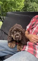Charlie, a male Cocker Spaniel for sale in Wooster, OH – Photo 6 of 7