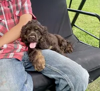 Charlie, a male Cocker Spaniel for sale in Wooster, OH – Photo 2 of 7