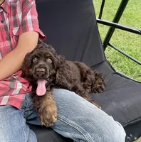 Charlie, a male Cocker Spaniel for sale in Wooster, OH – Photo 7 of 7