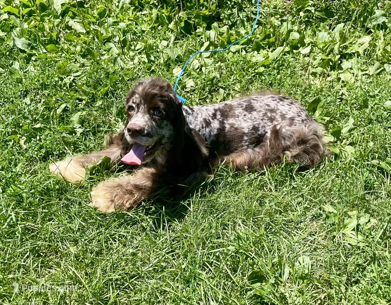 Duke – Cocker Spaniel puppy for sale in Wooster, OH