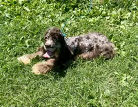 Duke, a male Cocker Spaniel for sale in Wooster, OH – 2 of 3