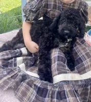 Emma, a female Cockapoo for sale in Wooster, OH – 5 of 6