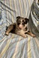 Foxy, a female Border Collie and German Shepherd Dog for sale in Wooster, OH – Photo 3 of 6