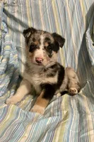 Foxy, a female Border Collie and German Shepherd Dog for sale in Wooster, OH – Photo 2 of 6