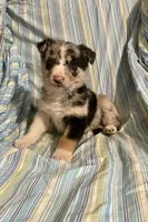 Foxy, a female Border Collie and German Shepherd Dog for sale in Wooster, OH – Photo 4 of 6
