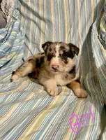 Foxy, a female Border Collie and German Shepherd Dog for sale in Wooster, OH – Photo 1 of 6