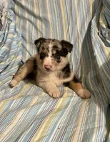 Foxy, a female Border Collie and German Shepherd Dog for sale in Wooster, OH – Photo 5 of 6