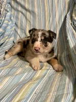 Foxy, a female Border Collie and German Shepherd Dog for sale in Wooster, OH – Photo 6 of 6