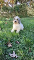 Milo, a male Cockapoo for sale in Wooster, OH – 5 of 7