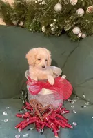 Georgie, a female Cockapoo for sale in Wooster, OH – Photo 2 of 4