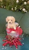 Georgie, a female Cockapoo for sale in Wooster, OH – Photo 1 of 4