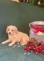 Georgie, a female Cockapoo for sale in Wooster, OH – Photo 3 of 4
