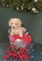 Georgie, a female Cockapoo for sale in Wooster, OH – Photo 4 of 4