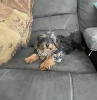 Sally, a female Cockapoo for sale in Wooster, OH – Photo 2 of 10