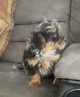 Sally, a female Cockapoo for sale in Wooster, OH – Photo 4 of 10