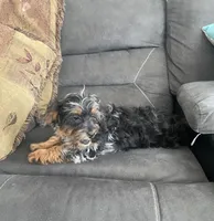 Sally, a female Cockapoo for sale in Wooster, OH – Photo 8 of 10