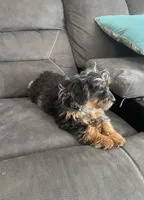 Sally, a female Cockapoo for sale in Wooster, OH – Photo 7 of 10