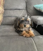 Sally, a female Cockapoo for sale in Wooster, OH – Photo 10 of 10