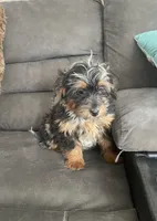 Sally, a female Cockapoo for sale in Wooster, OH – Photo 6 of 10