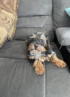 Sally, a female Cockapoo for sale in Wooster, OH – Photo 9 of 10