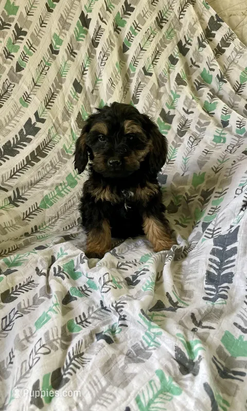 Bow, a male Cockapoo and Poodle - Miniature  for sale in Wooster, OH – Photo 1 of 4