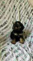 Bow, a male Cockapoo and Poodle - Miniature  for sale in Wooster, OH – Photo 2 of 4