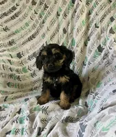 Bow, a male Cockapoo and Poodle - Miniature  for sale in Wooster, OH – Photo 3 of 4