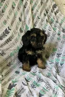 Bow, a male Cockapoo and Poodle - Miniature  for sale in Wooster, OH – Photo 4 of 4