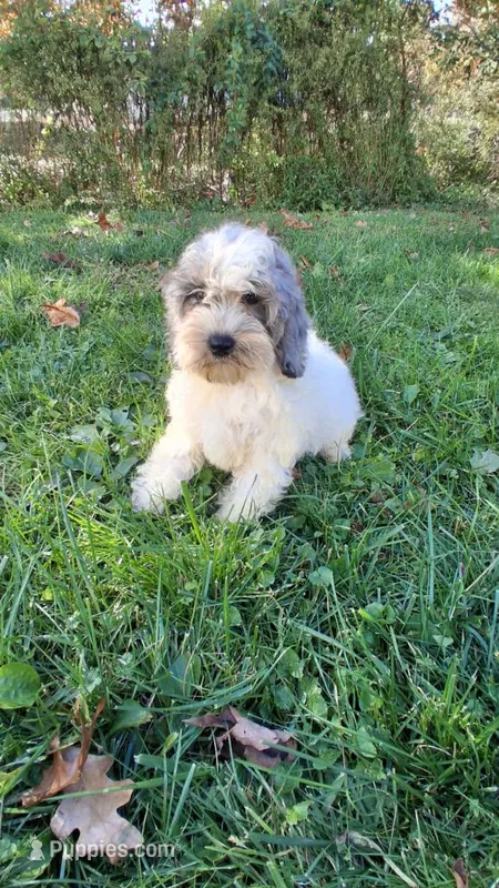 Milo – Cockapoo puppy for sale in Wooster, OH