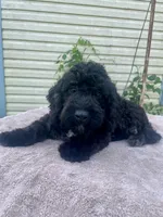 Emma, a female Cockapoo for sale in Wooster, OH – 4 of 6