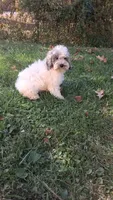 Milo, a male Cockapoo for sale in Wooster, OH – 3 of 7