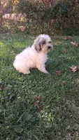 Milo, a male Cockapoo for sale in Wooster, OH – 7 of 7