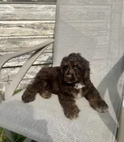 Chester, a male Cocker Spaniel for sale in Wooster, OH – Photo 2 of 6