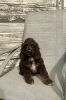 Chester, a male Cocker Spaniel for sale in Wooster, OH – Photo 1 of 6