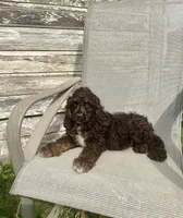 Chester, a male Cocker Spaniel for sale in Wooster, OH – Photo 6 of 6