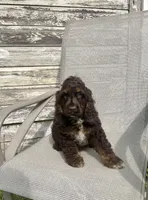 Chester, a male Cocker Spaniel for sale in Wooster, OH – Photo 4 of 6