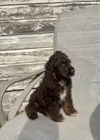 Chester, a male Cocker Spaniel for sale in Wooster, OH – Photo 5 of 6