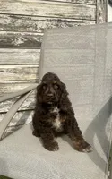 Chester, a male Cocker Spaniel for sale in Wooster, OH – Photo 3 of 6
