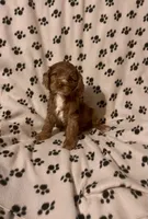 Candy, a female Cocker Spaniel for sale in Wooster, OH – Photo 6 of 6