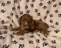 Candy, a female Cocker Spaniel for sale in Wooster, OH – Photo 4 of 6